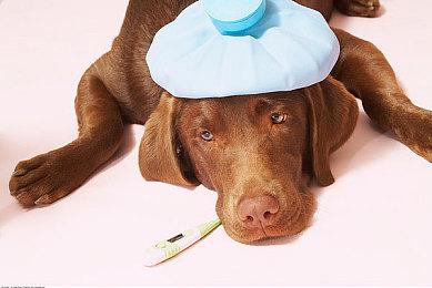 《匹诺曹的谎言》联动《卧龙：苍天陨落》 9月27日更新上线